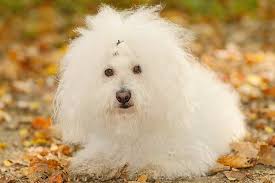 Check spelling or type a new query. Bolognese Dog Breed Information American Kennel Club