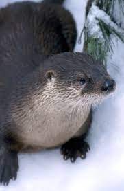 River Otter River Otter Otters Amazon Rainforest Animals