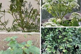 bretagne ces quatre plantes invasives peuvent etre dangereuses pour l homme le pays malouin