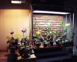 Check spelling or type a new query. Orchid Collection Under T5 High Output Fluorescent And Hid Hp Sodium Grow Lights Grow Lights Orchids Orchid Plants