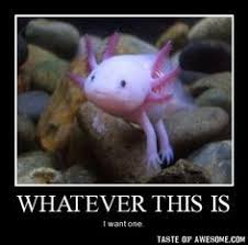 Axolotl Meme Google Search Weird Sea Creatures Weird Animals Unusual Animals