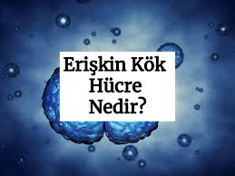 Eriskin Kok Hucre Nedir Rehber Egitim Hayat