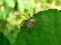 The black tips on their feet make them a little easier to notice and hopefully avoid. Oklahoma Spiders Pictures And Spider Identification Green Nature