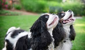 Available cavapoo and cavalier king charles spaniel puppies for sale. Cavalier King Charles Spaniel Breed Information