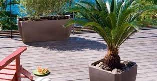 Comment planter les palmiers ? Video Soignez Un Palmier Nain Dont Les Feuilles Jaunissent M6 Deco Fr