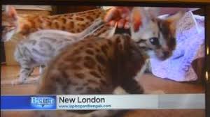 The breed name comes from the leopard cat's taxonomic name. Lap Leopard Bengals Bengal Kittens For Sale Near Me