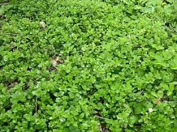 Image result for Satureja