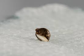 Maybe you would like to learn more about one of these? A Guide On Germinating Cannabis Seeds Weedmaps