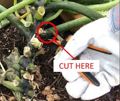 We did not find results for: How To Prune Zucchini Plants To Prevent Disease And 4 More Tips And Tricks To Great Zucchini Br Lessons Learned