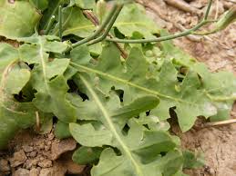 Image result for Launaea intybacea