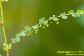 Image result for Phyllanthus tenellus