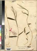 Image result for Panicum calvum