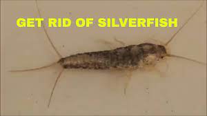 Do Led Lights Attract Silverfish Lightenel