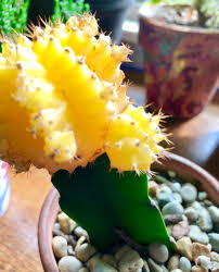 Practice measures to prevent pests. Lily S Indoor Jungle Moon Cactus Care And Tips