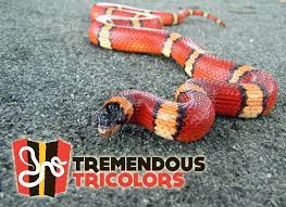 Mexican Milksnake Lampropeltis Triangulum Annulata Pinner Milk Snake Snake Tri Color