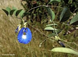 Image result for Clitoria