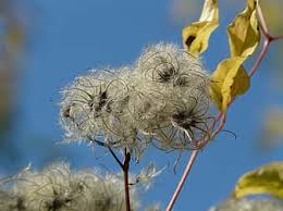 Check spelling or type a new query. Clematis Vitalba Pods Soft Fluffy Seeds Liane Fruits White Woolly Clematis Real Clematis Pikist