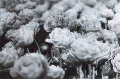Silverfish can eat through paper, books and clothes. 650 Grey Ideas Favorite Color Grey Rainy Day