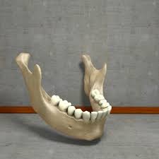 Lower Jaw Mandible Underhung 3d Model Ad Mandible Jaw Model Underhung Bone Drawing Skeleton Drawings Zine Design