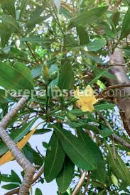 Image result for Voacanga thouarsii