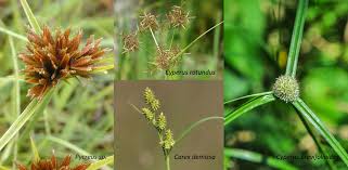 Image result for Pycreus sp.no.1