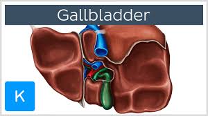 | study material, lecturing notes, assignment the function of the gallbladder is to store and concentrate bile that is secreted by the liver. Gallbladder Definition Function Location Human Anatomy Kenhub Youtube