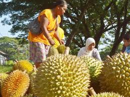 16 nutrien utama untuk pokok 30 Jenis Durian Unggul Terbaik Berkualitas Tinggi Asli Indonesia Berita Pertanian Mitalom