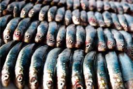 Anda bisa mendapatkan referensi lengkap ragam jenis ikan memang banyak sekali, mulai dari ikan yang umum di konsumsi, ikan. Apakah Jenis Ikan Adakah Ikan Ternak