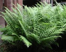 Dryopteris Filix Mas Wurmfarn Pflanzen Bepflanzung Winterharte Stauden