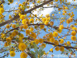 Acacia Farnesiana Mimosa Farnesiana Sweet Mimosa One Of The Most Useful Tropical Plants That Is Very Cold Tolerant Bloo Screen Plants Fragrant Plant Plants