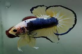 Sangat banyak sekali jenis ikan cupang yang berhasil di temukan. Ekspor Ikan Cupang Multicolor Warga Musi Rawas Ini Raup Keuntungan