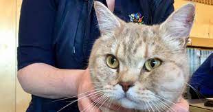 The majority of tumors occur in areas of the body where they benign tumors can also be palpable, but aren't always firm. Help My Cat Has A Lump On The Face Walkerville Vet