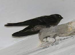 Antara kajian yang telah saya jalankan dan terbukti allah s.w.t mengizinkan bagi menyembuhkan bagi pesakit seperti berikut dengan mengamalkan pemakanan. Sarang Burung Layang Layang Yang Boleh Dimakan Myrokan