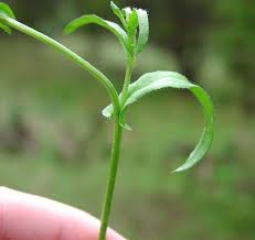 Image result for Capsella