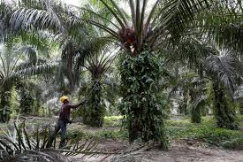 Its industrial and motor divisions are the main revenue generators of the business. Holidaying In Malaysia Why Not Visit Its Controversial Palm Oil Farms Se Asia News Top Stories The Straits Times