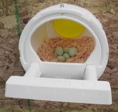 Hens will lay wherever they feel most secure. Home Garden Chicken Nest Box 1 Hole Chicken Nesting Box Free Freight Bird Wildlife Accessories