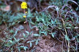 Image result for Lotononis bainesii