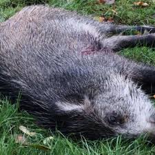 Eine hohe mauer, ein sehr massiver zaun oder auch ein. Wildschwein Verirrt Sich In Garten Und Wird Erschossen Giessen