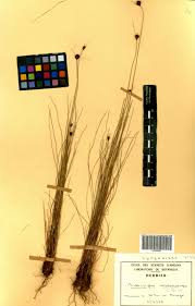 Image result for Bulbostylis filamentosa