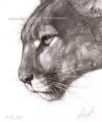 Puma Portrait Animal Drawings Big Cats Art Animal Sketches