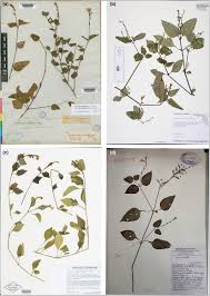 Image result for Asystasia malawiana