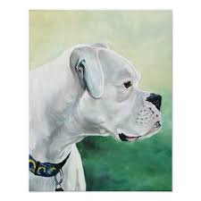 Black And White Boxer Dog Art White Boxer Dog Art Print Zazzle Com White Boxer Dogs Boxer Dogs Boxer Dogs Art