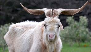 Give a healthy goat a home. Raising Kiko Goats 2020 Ultimate Guide For Beginners