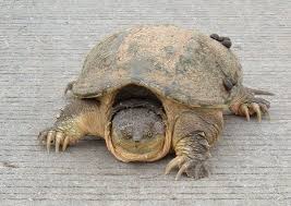 They can extend their necks rapidly. Snapping Turtle Animal Facts Chelydridae Az Animals