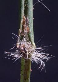 Image result for Eragrostis aspera