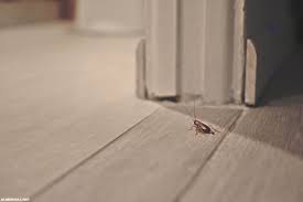 تفسير حلم الحشرات على السرير 3 تفاسير لمختلف العلماء ولجميع الأجناس والأعمار وكالة ستيب الإخبارية