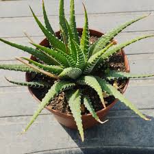 Image result for Habenaria attenuata