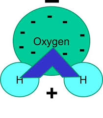 Consequently many are capable of hydrogen bonding with aqueous or polar solvents. Basic Cell Biology