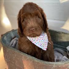 If you find a breeder in dallas / fort worth, texas or an online advertisement on craigslist advertising a litter of puppies for free or to a good home for free then run, do not walk away. Labradoodlesforsale