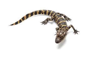If donating with reproductive medicine associates of new york (rma of new york), donors can donate up to six times in their lifetime. Alligator For Sale Reptiles For Sale